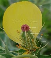 Pistil